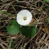 Ipomoea obscura (L.) Ker Gawl.